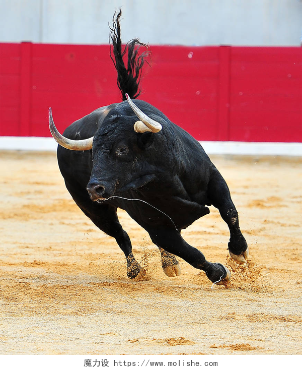 红牛在沙地里奔跑在西班牙斗牛场公牛
